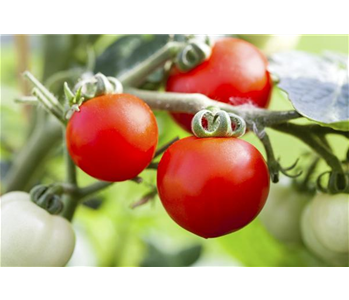 Tomaten: So geling Anzucht und Ernte