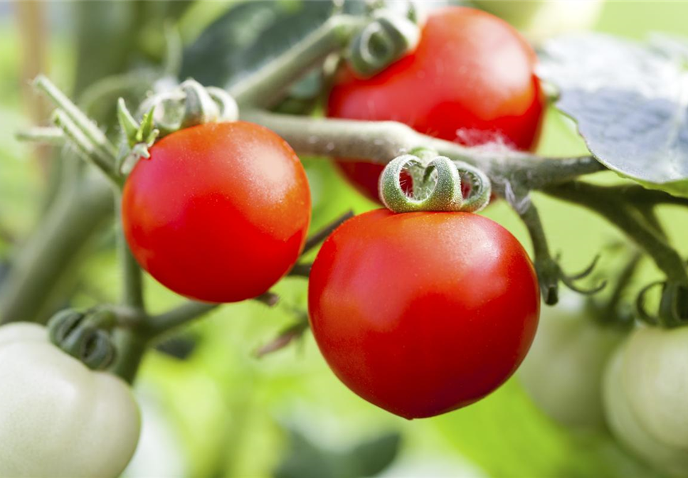 Tomaten: So geling Anzucht und Ernte