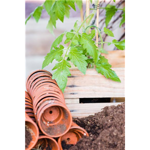 Tomaten: So geling Anzucht und Ernte