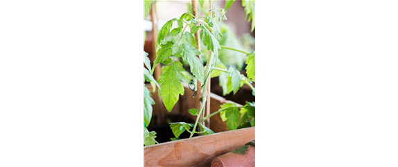 Tomaten: So geling Anzucht und Ernte