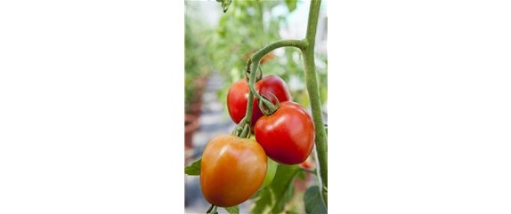 Tomaten: So geling Anzucht und Ernte