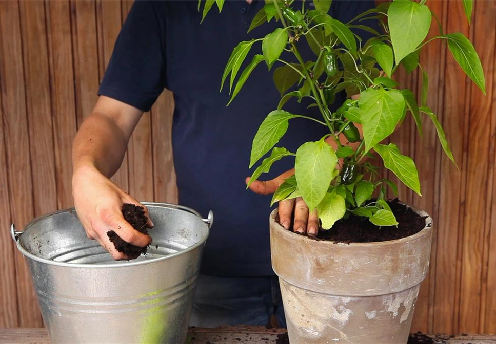 Paprika - Einpflanzen in ein Gefäß