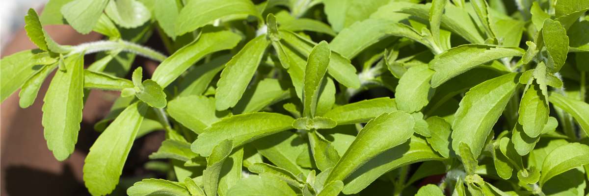 Stevia rebaudiana