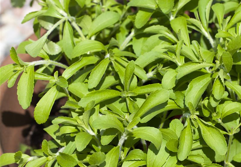 Stevia