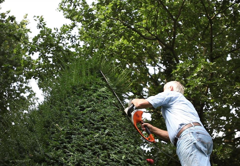 Eibe - Zurückschneiden mit der Heckenschere