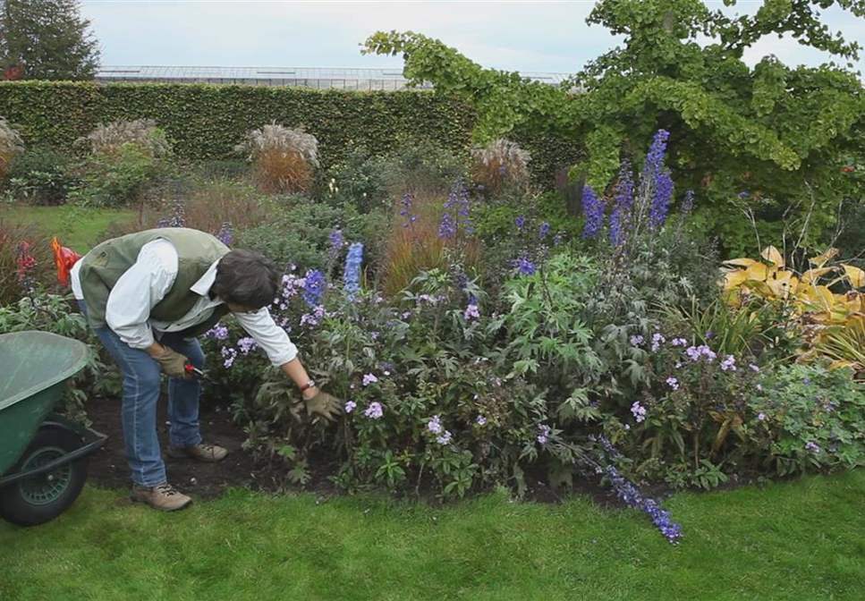 Rittersporn - Zurückschneiden nach der Blüte