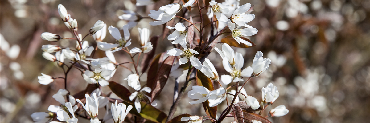 Amelanchier lamarckii