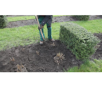 Dahlien - Einpflanzen im Garten