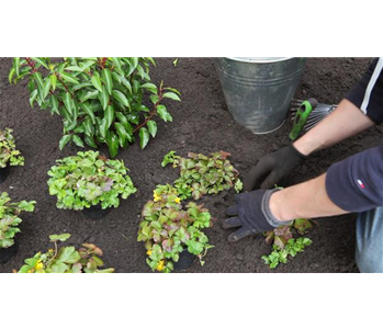 Golderdbeere - Einpflanzen im Garten