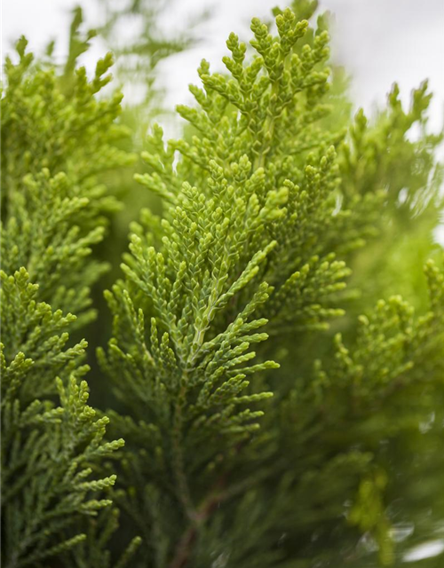 Chamaecyparis lawsoniana Alumigold