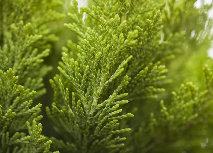 Chamaecyparis lawsoniana Alumigold