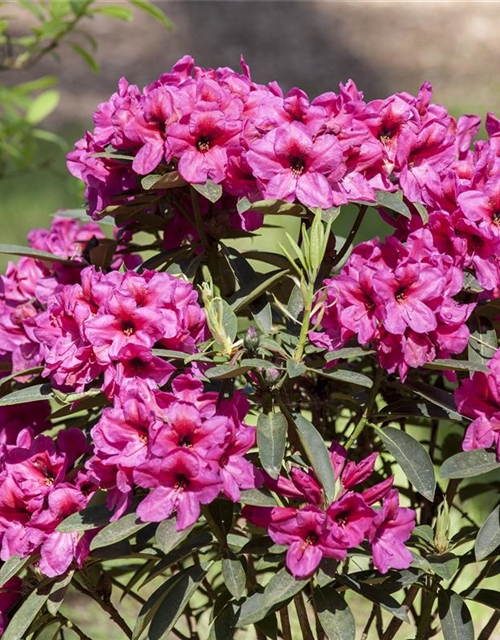 Rhododendron Hybrid Madame Masson