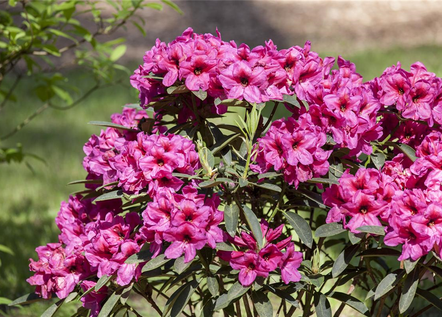 Rhododendron Hybrid Madame Masson