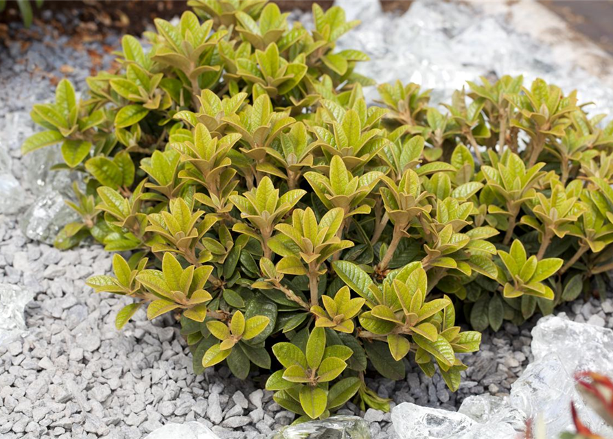 Rhododendron Hybrid Madame Masson