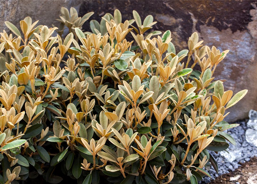 Rhododendron Hybrid Madame Masson