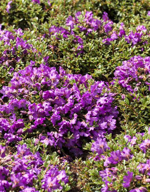 Rhododendron Hybrid Madame Masson