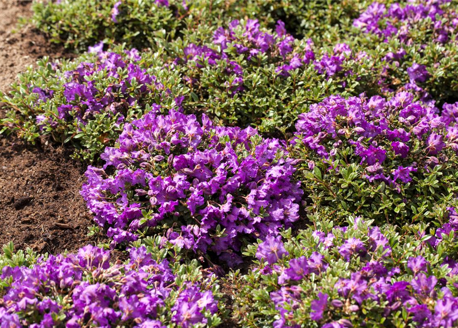 Rhododendron Hybrid Madame Masson