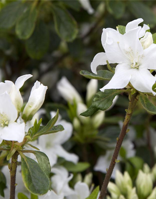 Rhododendron Hybrid Madame Masson