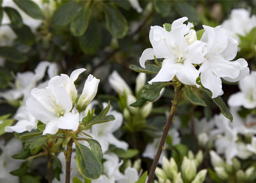 Rhododendron Hybrid Madame Masson