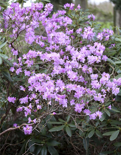 Rhododendron Hybrid Madame Masson