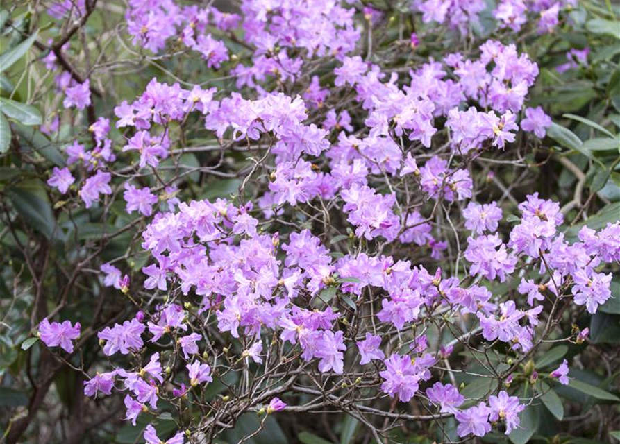 Rhododendron Hybrid Madame Masson