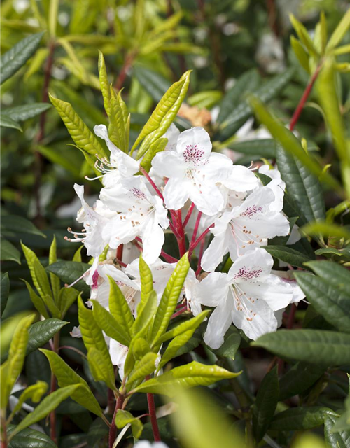 Rhododendron Hybrid Madame Masson