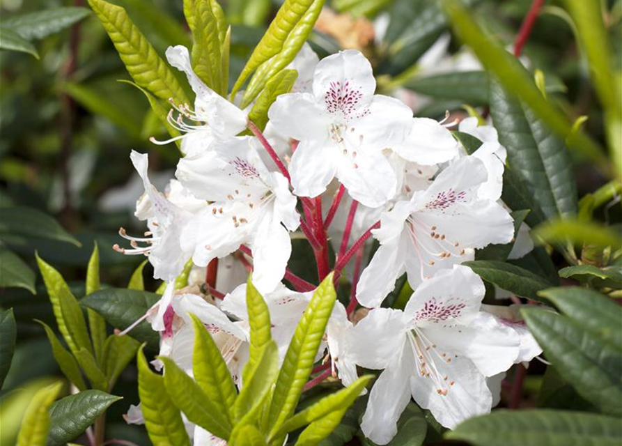 Rhododendron Hybrid Madame Masson