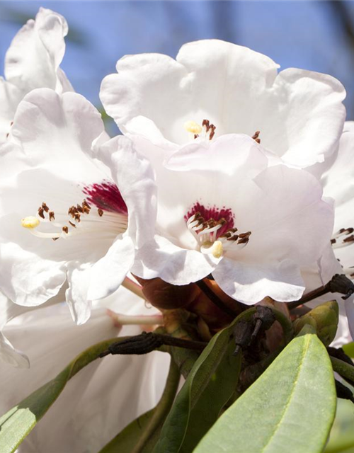 Rhododendron Hybrid Madame Masson