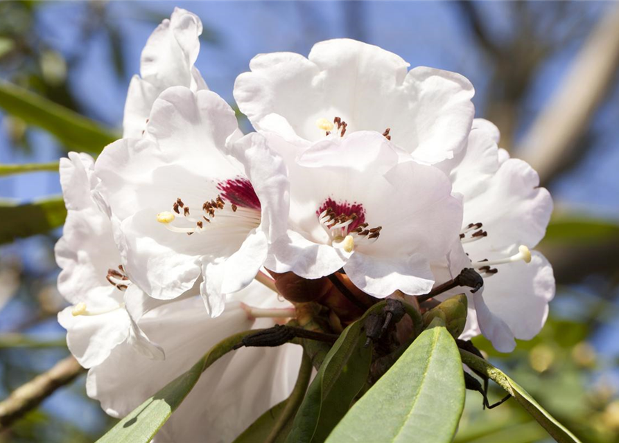 Rhododendron Hybrid Madame Masson