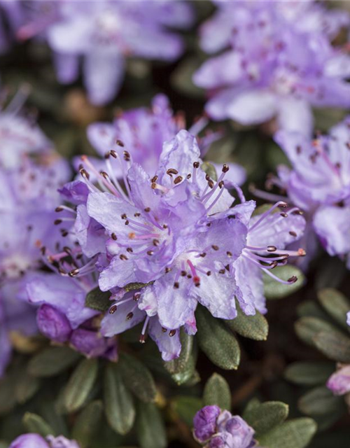 Rhododendron impeditum