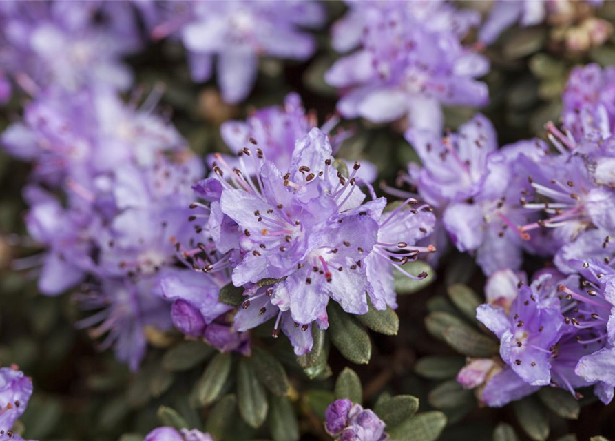 Rhododendron impeditum