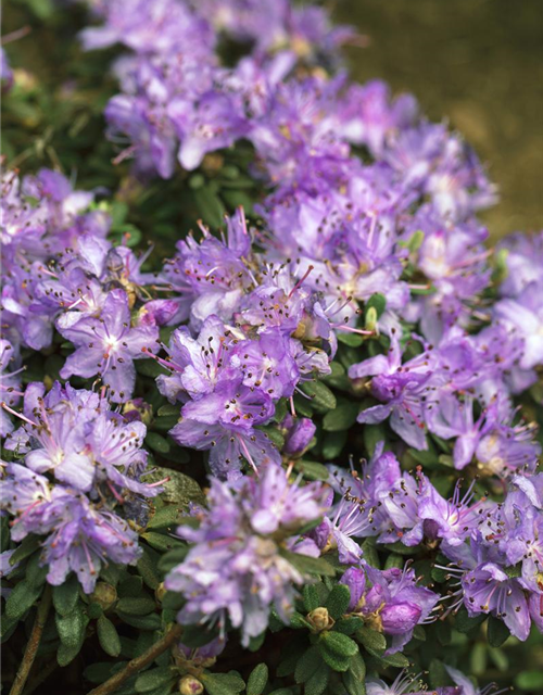 Rhododendron impeditum