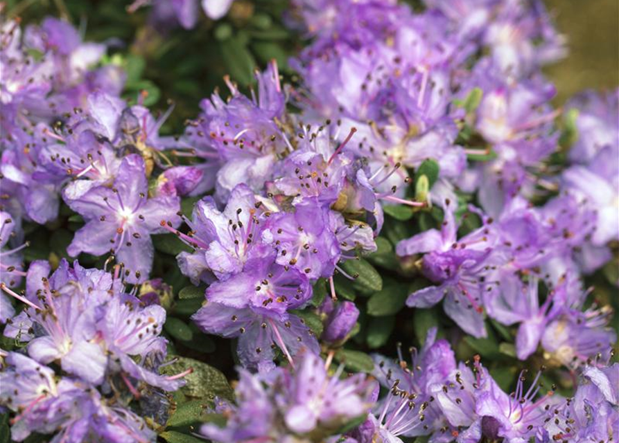 Rhododendron impeditum