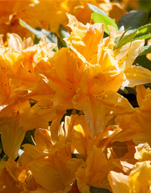 Rhododendron japonicum Koningstein