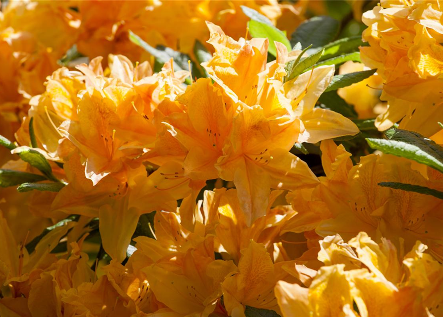 Rhododendron japonicum Koningstein