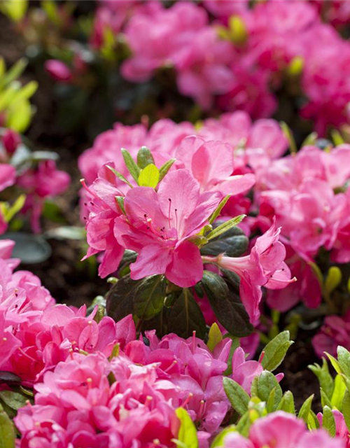 Rhododendron obtusum Canzonetta