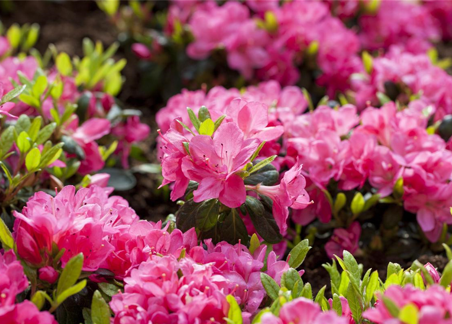 Rhododendron obtusum Canzonetta