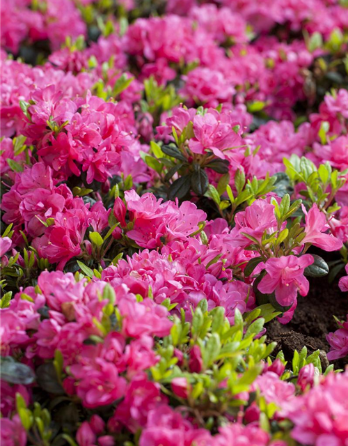 Rhododendron obtusum Canzonetta