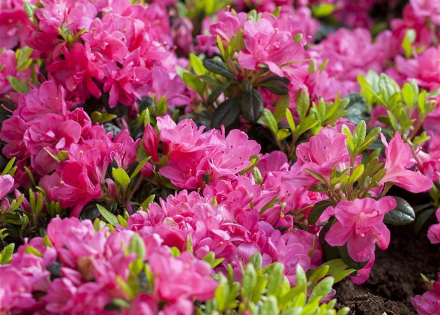 Rhododendron obtusum Canzonetta