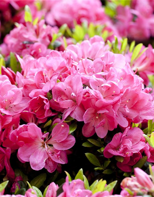 Rhododendron obtusum Pinky Jane