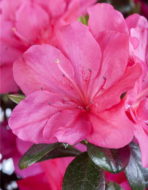 Rhododendron obtusum Canzonetta