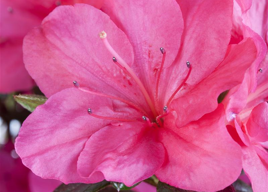 Rhododendron obtusum Canzonetta