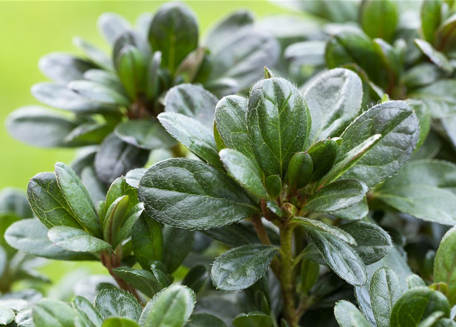 Rhododendron obtusum Canzonetta