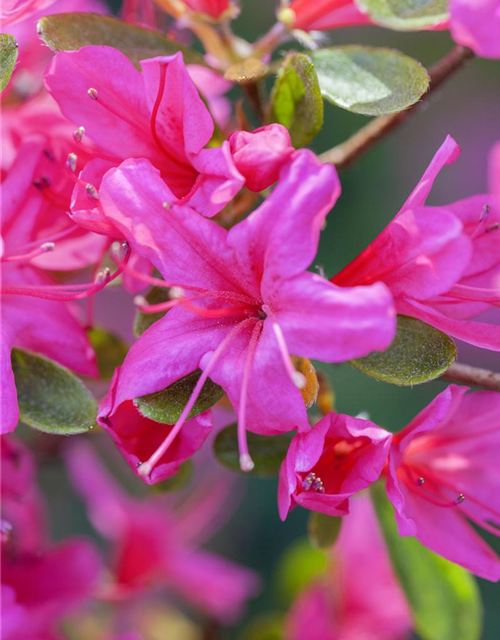 Rhododendron obtusum Geisha Lila