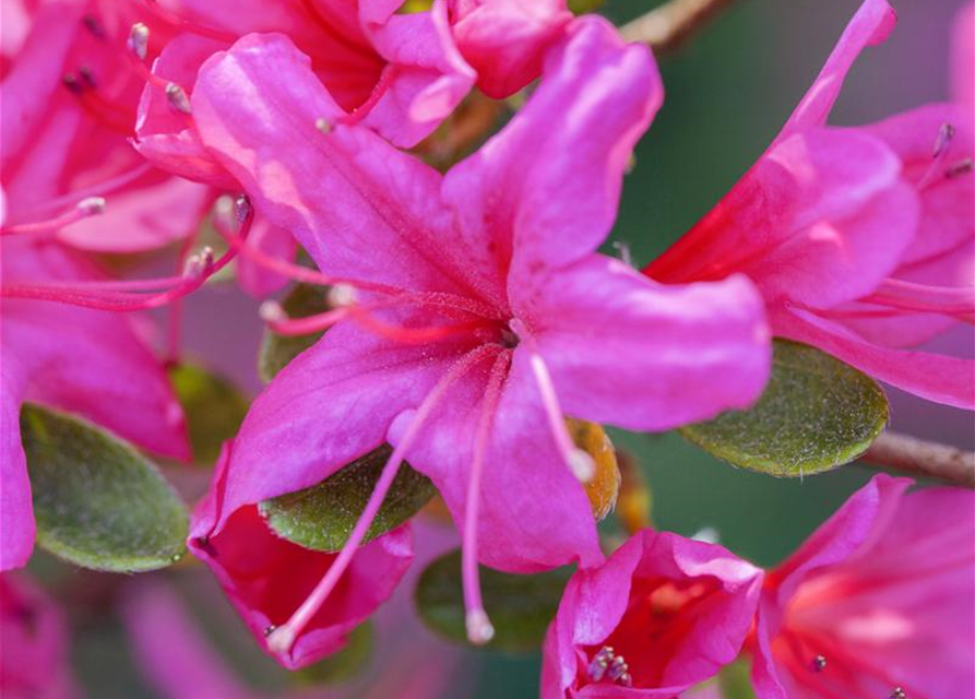 Rhododendron obtusum Geisha Lila