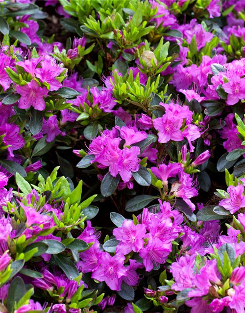 Rhododendron obtusum Königstein