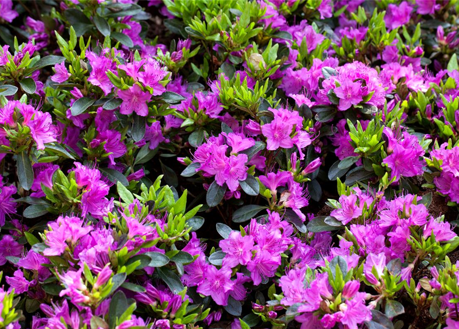 Rhododendron obtusum Königstein