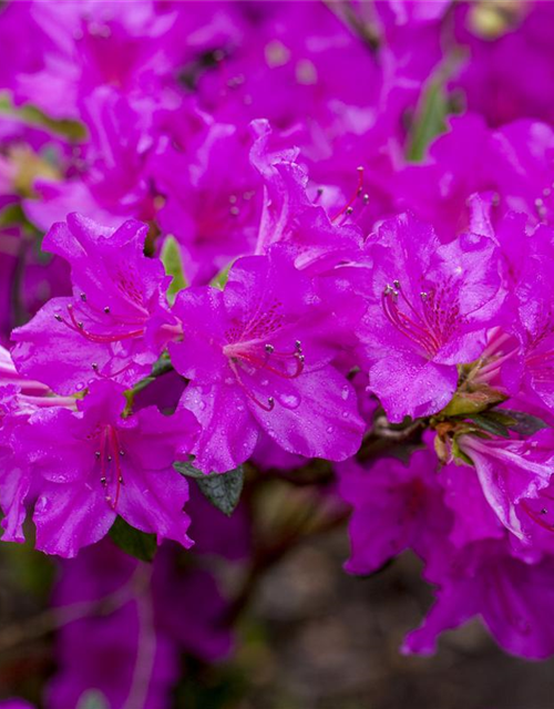 Rhododendron obtusum Königstein