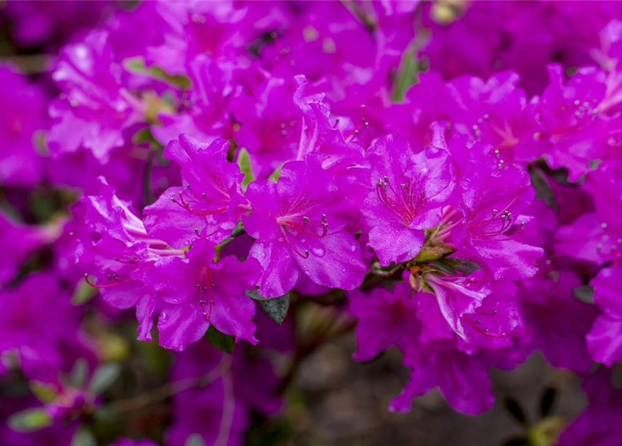 Rhododendron obtusum Königstein