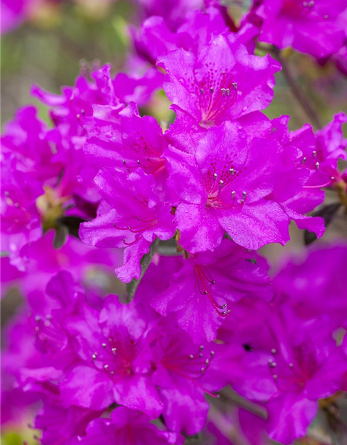 Rhododendron obtusum Königstein